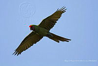 MASM07193 Ara militaris.jpg