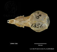 LESS 0061 Sorex saussurei ssp. saussurei.JPG