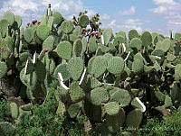 EL0035 Opuntia sp..jpg