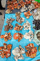 IMDOC Hong 0044 Hypomyces spp (5).jpg