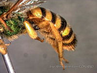 JAMR0018 Agapostemon nasutus.jpg