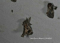 JBV046 Inguromorpha arcifera.JPG