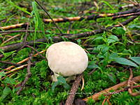JCDJC 0011 Lycoperdon.jpg