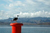 LRoss009 Larus livens.tif