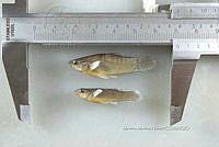 NE002 0248 Poecilia sphenops.jpg