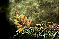 MN6PyH0035 Pinus montezumae.jpg