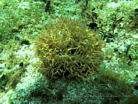 BDPyJCPP022 Galaxaura oblongata.jpg