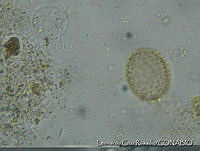 LCR0034 Trachelomona sp..jpg