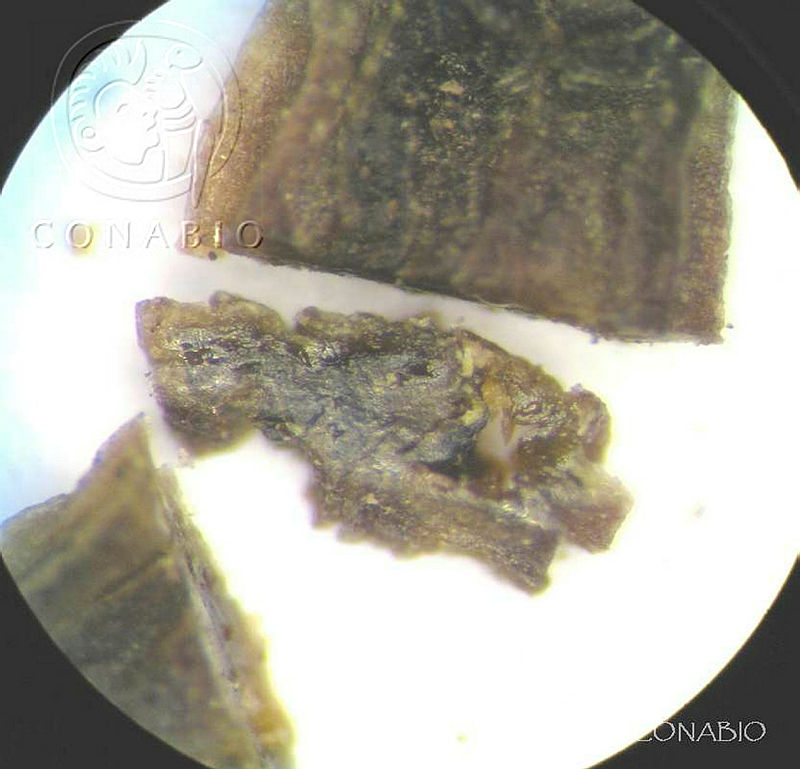 SL2629%20Arracacia%20tolucensis%20var.%20multifida.jpg.nyfar5X0MS29i7thQA3g0JtbmFja29CbnFuZ3NAbXJ6LGtwZwA.VmfCNhnvMN