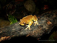 OHO021 Plectrohyla hartwegi.jpg
