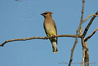 LFLR0021 Bombycilla cedrorum.jpg