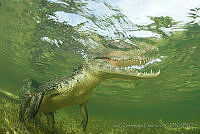 IDG0578 Crocodylus acutus.jpg