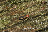JCC0194 Dysdercus sp..JPG
