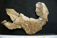 CADR273 Glyptotherium floridanum.jpg