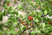 CAR 0065 Hermannia.jpg