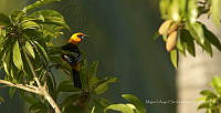 MASM07959 Icterus gularis.jpg