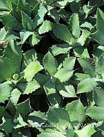 CGL4725 Agave sp..jpg