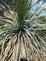 LI005 0131 Dasylirion gentryi.jpg