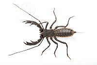 MASM07885 Mastigoproctus giganteus.jpg