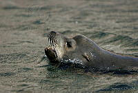 CNS1074 Zalophus californianus.jpg