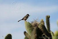LCV0005 Campylorhynchus brunneicapillus.jpg