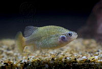 IMDOC2357 Xenotoca lyonsi.jpg