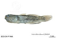 ME006 Peces 043 Bathygobius soporator.jpg