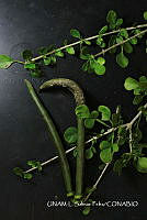 JF078 0575 Parmentiera millspaug.jpg