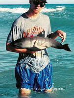 NBA0031 Phocoena sinus.jpg