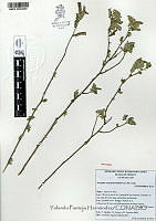 YPH0036 Acalypha ostryafolia.jpg