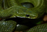 CROO05 Senticolis triaspis.jpg
