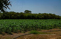 FBA0835 Zea mays.jpg