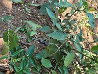 SG019 0041 Solanum nigrescens.jpg