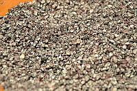 ADG0159 Dactylopius coccus.jpg