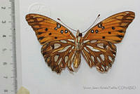 VJAP001 Agraulis vanillae ssp. incarnata.jpg