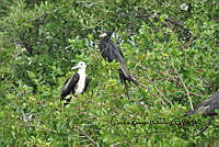 HJ6- 0572- Fregata magnificens.jpg