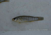 HE009 P 0221 Fundulus grandis.JPG
