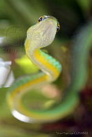 VHL0494 Leptophis diplotropis.jpg