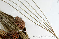 MASM06766 Pinus oocarpa.jpg