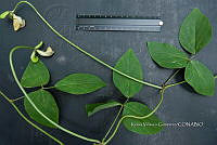 Yolox 2602 Vigna vexillata.jpg