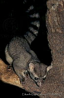 ELC0064 Bassariscus sumichrasti.jpg