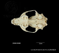 LESS 0221 Bassariscus astutus astutus.JPG