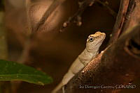 IDG0503 Anolis sericeus.jpg
