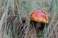 IMDOC Hong 0101 Boletus edulis.jpg