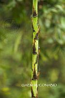 3R 01179 Escapo de agave.jpg