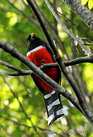 ELC0119 Trogon mexicanus.jpg