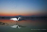 MASM06939 Ardea alba.jpg