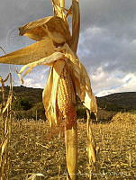 AGS01 Zea mays.jpg