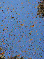 DSC00970.JPG
