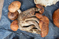 IMDOC Hong 0021 Boletus sp.jpg.jpg